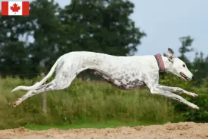 Lire la suite à propos de l’article Éleveurs de Greyhounds et chiots au Canada