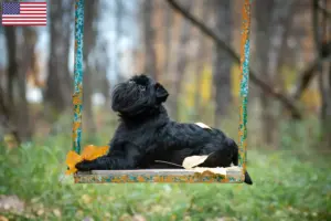 Lire la suite à propos de l’article Éleveurs de griffons nains belges et chiots aux États-Unis