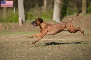Lire la suite à propos de l’article Éleveurs de chiens suiveurs hanovriens et chiots aux États-Unis