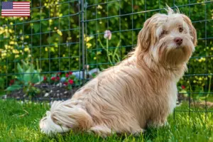 Lire la suite à propos de l’article Éleveurs de havanais et chiots aux États-Unis
