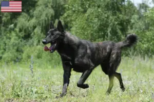Lire la suite à propos de l’article Éleveurs de Herdershond hollandais et chiots aux États-Unis
