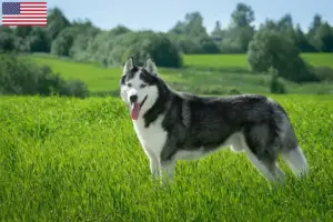 Lire la suite à propos de l’article Éleveurs de Husky et chiots aux États-Unis
