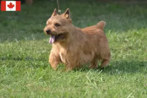 Lire la suite à propos de l’article Irish Glen of Imaal Terrier éleveurs et chiots au Canada