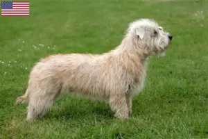 Lire la suite à propos de l’article Irish Glen of Imaal Terrier éleveurs et chiots aux Etats-Unis