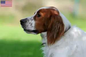 Lire la suite à propos de l’article Irish Red and White Setter éleveurs et chiots aux États-Unis