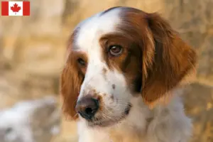 Lire la suite à propos de l’article Irish Red and White Setter éleveurs et chiots au Canada