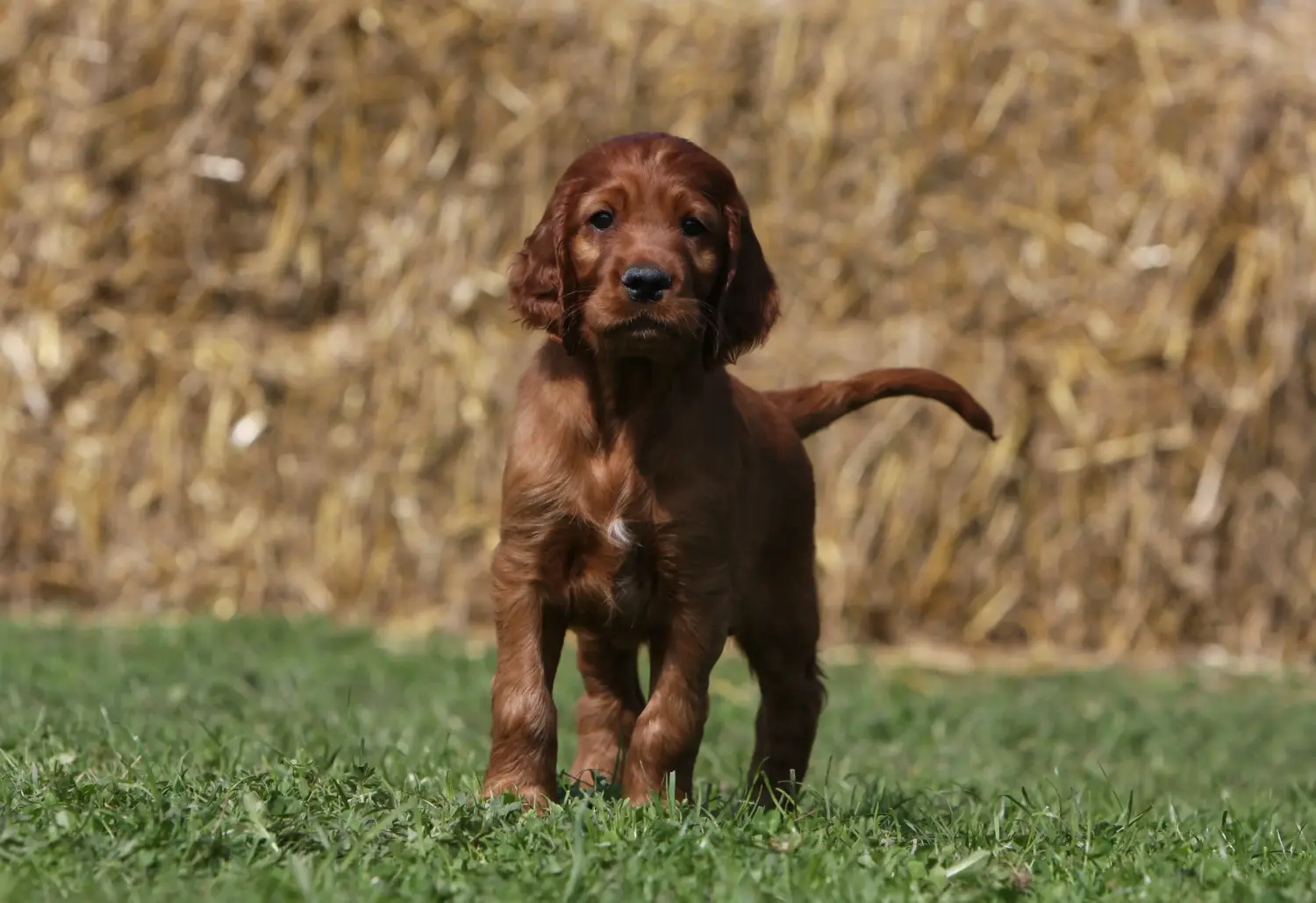 Acheter un chiot Setter Rouge Irlandais, c'est prendre des responsabilités ! Acheter des chiots setter rouge irlandais.