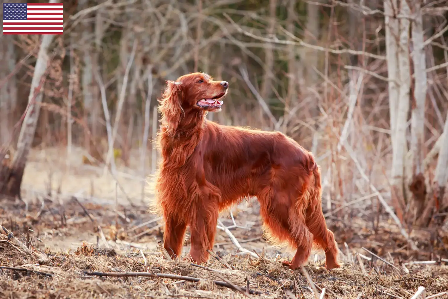 Irish Red Setter chiots et éleveurs USA Ici, tu trouveras des éleveurs d'Irish Red Setter aux Etats-Unis.