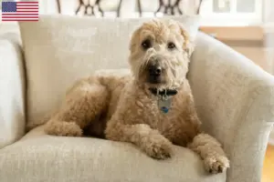 Lire la suite à propos de l’article Irish Soft Coated Wheaten Terrier éleveurs et chiots aux États-Unis
