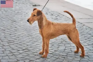 Lire la suite à propos de l’article Éleveurs d’Irish Terriers et chiots aux États-Unis