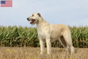 Lire la suite à propos de l’article Éleveurs d’Irish Wolfhounds et chiots aux États-Unis