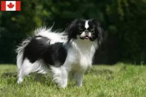 Lire la suite à propos de l’article Éleveurs de Japan Chin et chiots au Canada