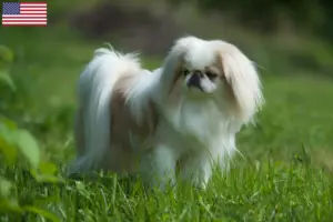 Lire la suite à propos de l’article Japan Chin Éleveurs et chiots aux États-Unis
