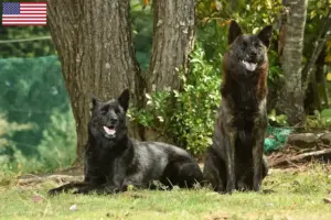 Lire la suite à propos de l’article Éleveurs de Kai et chiots aux États-Unis