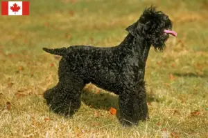 Lire la suite à propos de l’article Eleveurs de Kerry Blue Terrier et chiots au Canada