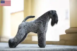 Lire la suite à propos de l’article Éleveurs de Kerry Blue Terrier et chiots aux États-Unis