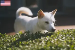 Lire la suite à propos de l’article Éleveurs de Kishu et chiots aux États-Unis