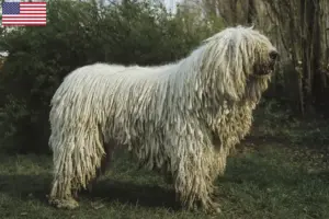 Lire la suite à propos de l’article Éleveurs de comondors et chiots aux États-Unis
