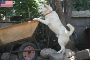 Lire la suite à propos de l’article Korea Jindo Dog Éleveurs et chiots aux États-Unis