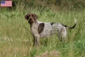 Lire la suite à propos de l’article Éleveurs de griffons Korthals et chiots aux États-Unis