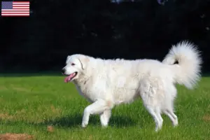 Lire la suite à propos de l’article Éleveurs de Kuvasz et chiots aux États-Unis