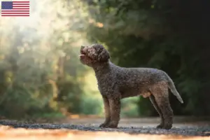 Lire la suite à propos de l’article Éleveurs de Lagotto Romagnolo et chiots aux États-Unis