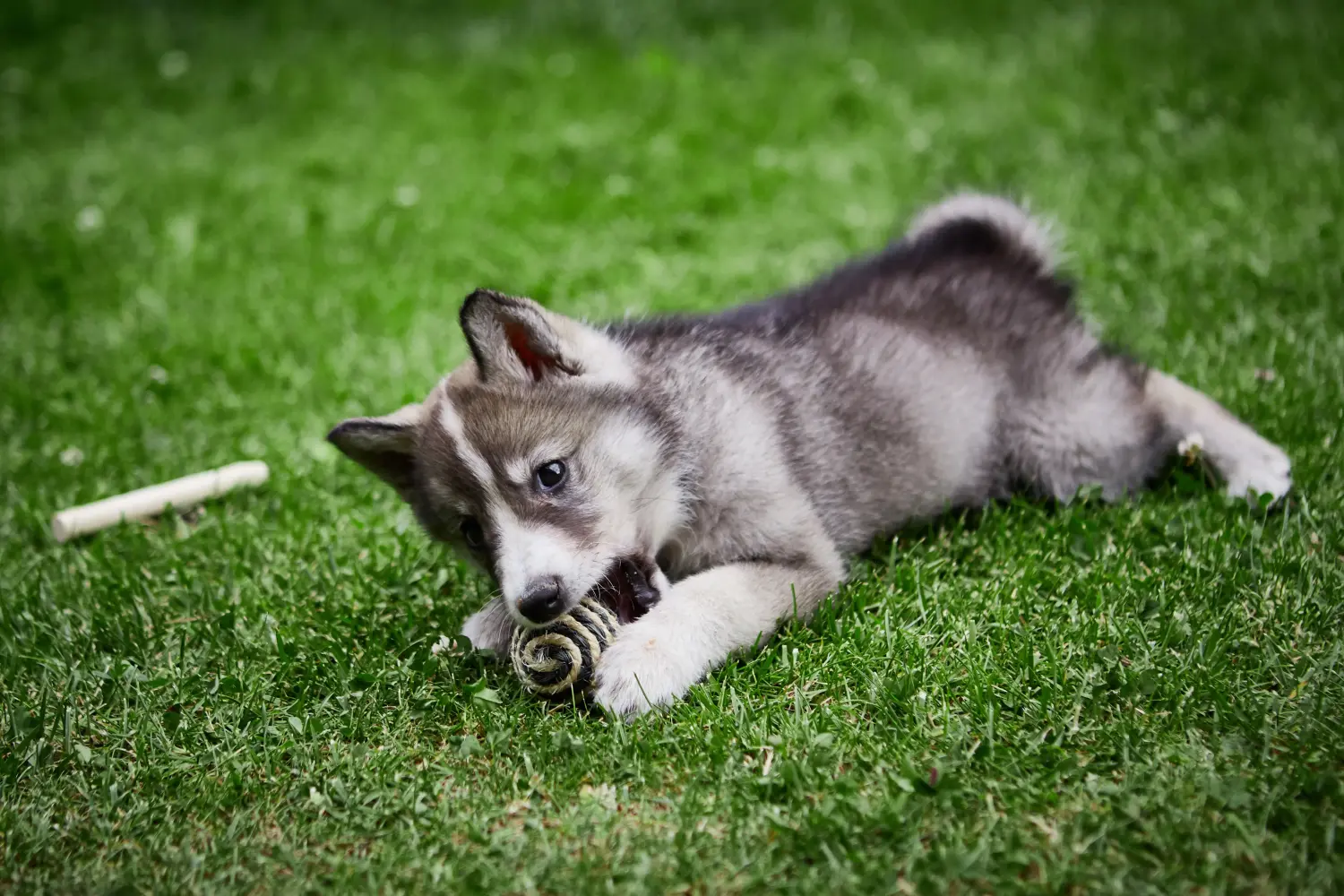 Acheter un chiot Laika, c'est prendre ses responsabilités ! Acheter des chiots Laika.