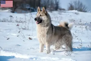 Lire la suite à propos de l’article Éleveurs de Laïkas et chiots aux États-Unis