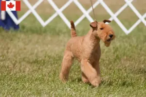 Lire la suite à propos de l’article Éleveurs de Lakeland Terrier et chiots au Canada