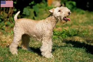 Lire la suite à propos de l’article Éleveurs de Lakeland Terrier et chiots aux États-Unis
