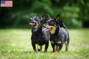 Lire la suite à propos de l’article Éleveurs de Lancashire Heeler et chiots aux États-Unis