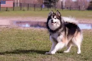 Lire la suite à propos de l’article Éleveurs de chiens lapins finlandais et chiots aux États-Unis