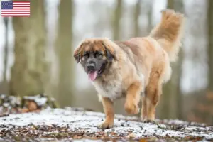 Lire la suite à propos de l’article Éleveurs de Leonberger et chiots aux États-Unis
