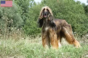 Lire la suite à propos de l’article Éleveurs de lévriers afghans et chiots aux États-Unis
