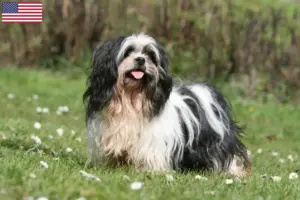 Lire la suite à propos de l’article Éleveurs de Lhassa Apso et chiots aux États-Unis