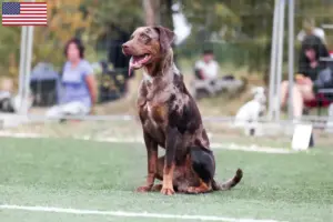 Lire la suite à propos de l’article Louisiana Catahoula Leopard Dog éleveurs et chiots aux Etats-Unis