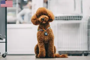 Lire la suite à propos de l’article Éleveurs de Maltipoo et chiots aux États-Unis