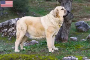 Lire la suite à propos de l’article Mastín Español Éleveurs et chiots aux États-Unis