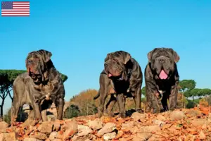 Lire la suite à propos de l’article Éleveurs de Mastino Napoletano et chiots aux États-Unis