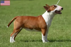 Lire la suite à propos de l’article Éleveurs de Miniature Bull Terrier et chiots aux États-Unis