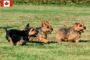 Lire la suite à propos de l’article Éleveurs de Norfolk Terrier et chiots au Canada
