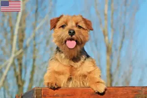 Lire la suite à propos de l’article Éleveurs de Norfolk Terriers et chiots aux États-Unis