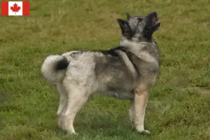 Lire la suite à propos de l’article Éleveurs de Buhunds norvégiens et chiots au Canada