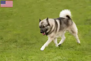 Lire la suite à propos de l’article Éleveurs de Buhunds norvégiens et chiots aux États-Unis