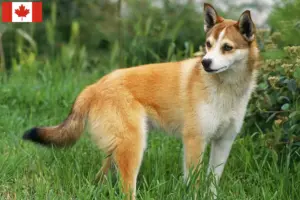 Lire la suite à propos de l’article Éleveurs de Lundehunds norvégiens et chiots au Canada