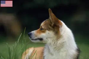 Lire la suite à propos de l’article Éleveurs de Lundehunds norvégiens et chiots aux États-Unis