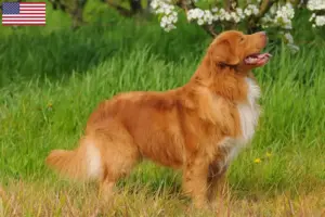 Lire la suite à propos de l’article Nova Scotia Duck Tolling Retriever éleveurs et chiots aux États-Unis