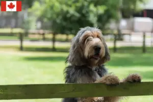 Lire la suite à propos de l’article Éleveurs de chiens loutres et chiots au Canada