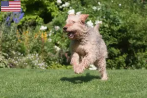 Lire la suite à propos de l’article Éleveurs de chiens loutres et chiots aux États-Unis