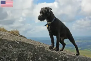 Lire la suite à propos de l’article Éleveurs de Patterdale Terrier et chiots aux États-Unis